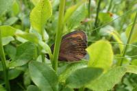Erebia meolans