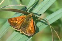 Ochlodes sylvanus