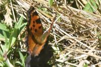 Nymphalis polychloros
