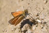 Thymelicus lineola