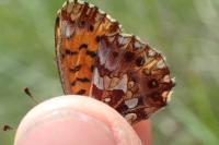 Boloria dia
