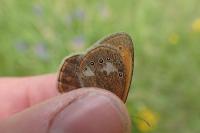 Coenonympha glycerion glycerion