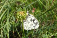 Melanargia galathea