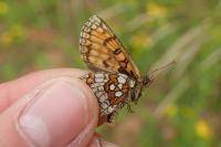 Melitaea