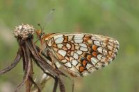 Melitaea aurelia