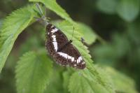 Limenitis camilla