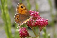 Lasiommata maera