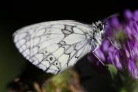 Melanargia galathea