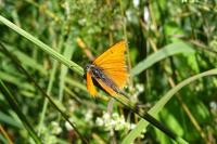 Lycaena dispar