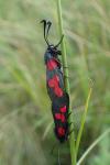 Zygaena trifolii