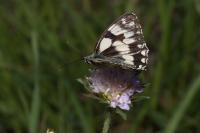Melanargia galathea