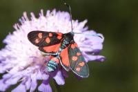 Zygaena ephialtes