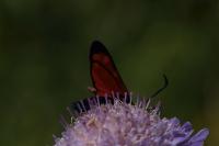 Zygaena filipendulae