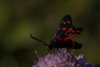 Zygaena ephialtes