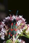 Zygaena filipendulae