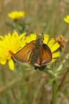 Thymelicus sylvestris