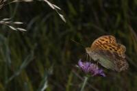 Argynnis paphia