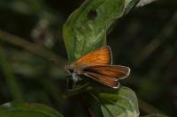 Thymelicus sylvestris