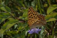 Argynnis paphia
