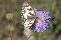 Melanargia galathea