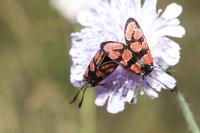 Zygaena carniolica