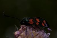 Zygaena filipendulae