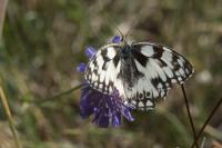 Melanargia galathea