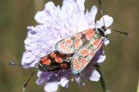 Zygaena carniolica