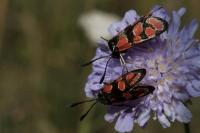 Zygaena carniolica
