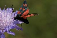 Zygaena filipendulae