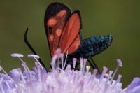 Zygaena filipendulae
