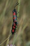 Zygaena filipendulae