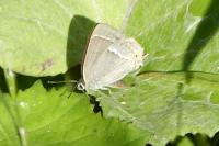 Quercusia quercus