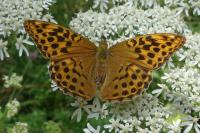 Argynnis paphia