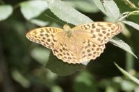 Argynnis paphia