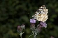 Melanargia galathea