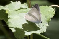 Celastrina argiolus