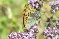 Argynnis paphia