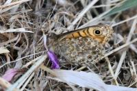 Lasiommata megera