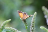 Pyronia tithonus