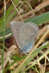 Cyaniris semiargus