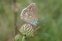 Polyommatus icarus