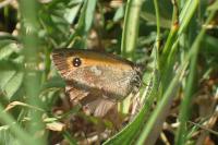 Pyronia tithonus