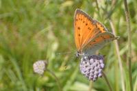 Lycaena dispar