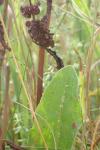Lycaena dispar