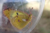 Colias alfacariensis