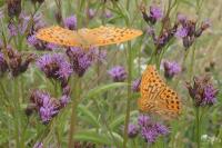 Argynnis paphia
