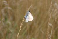 Lycaena dispar