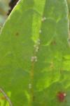 Lycaena dispar