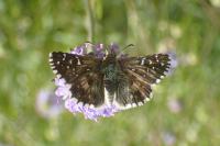 Pyrgus armoricanus